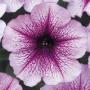 Seminte profesionale Petunia grandiflora- Petunia de gradina - imagine 48956